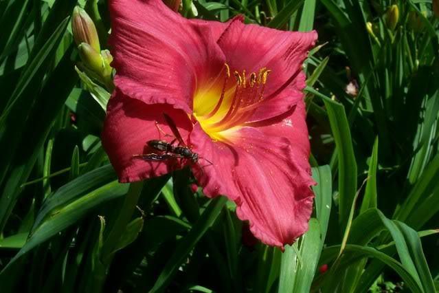Photo of Daylily (Hemerocallis 'Her Best Bloomers') uploaded by Newyorkrita