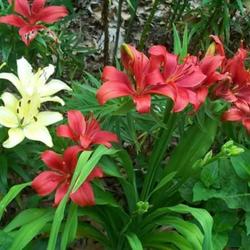 
Red Border lilies with white ones to the left.