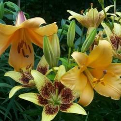 
Trumpet and asiatic lilies.