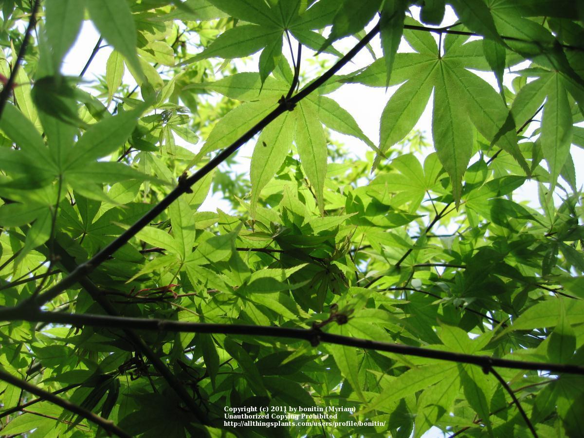 Photo of Japanese Maple (Acer palmatum var. amoenum 'O Sakazuki') uploaded by bonitin