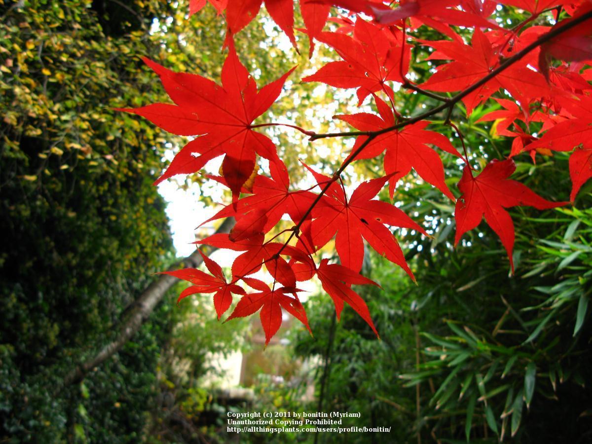 Photo of Japanese Maple (Acer palmatum var. amoenum 'O Sakazuki') uploaded by bonitin