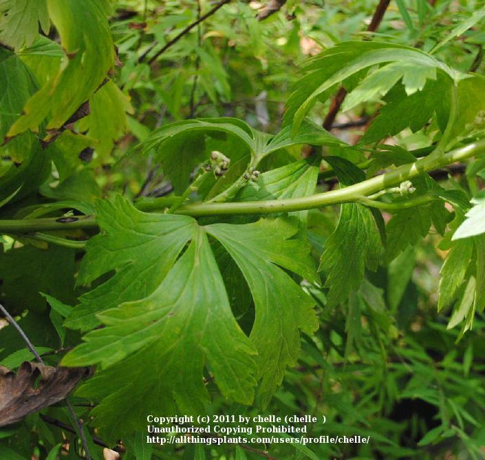 Photo of Monkshood (Aconitum carmichaeli 'Arendsii') uploaded by chelle