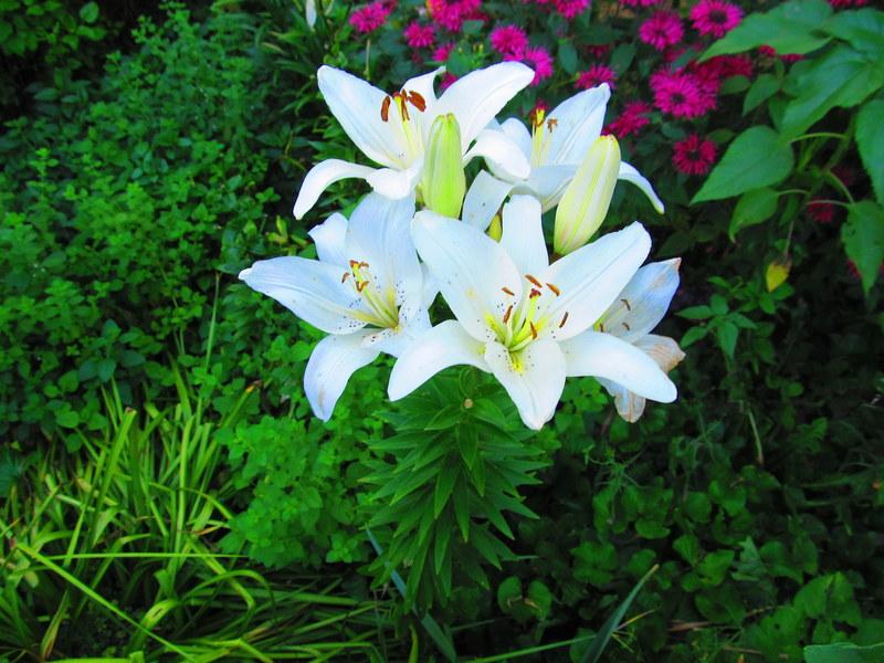 Photo of Lily (Lilium 'Silver Nymph') uploaded by jmorth