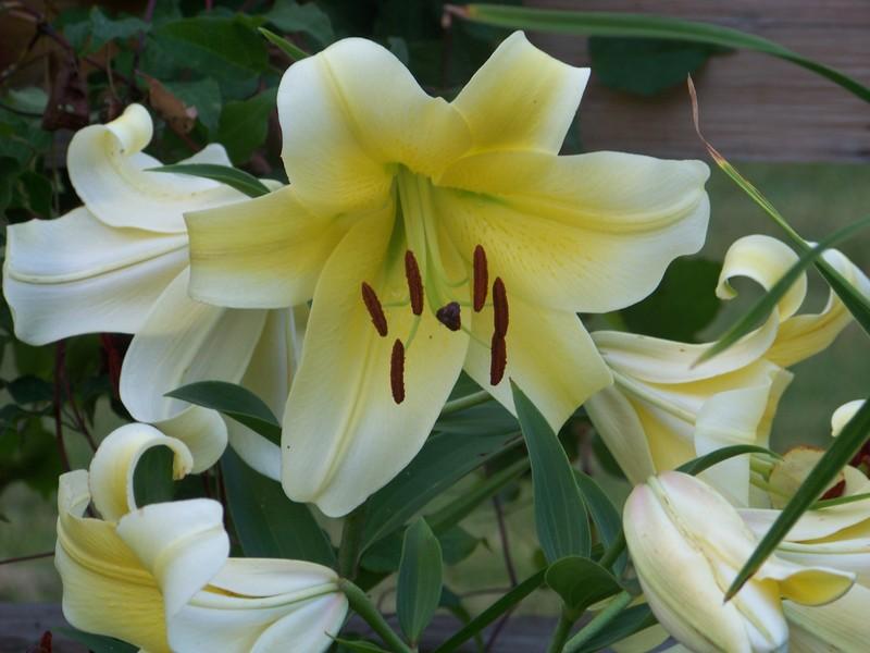 Photo of Lily (Lilium 'Conca d'Or') uploaded by mattsmom