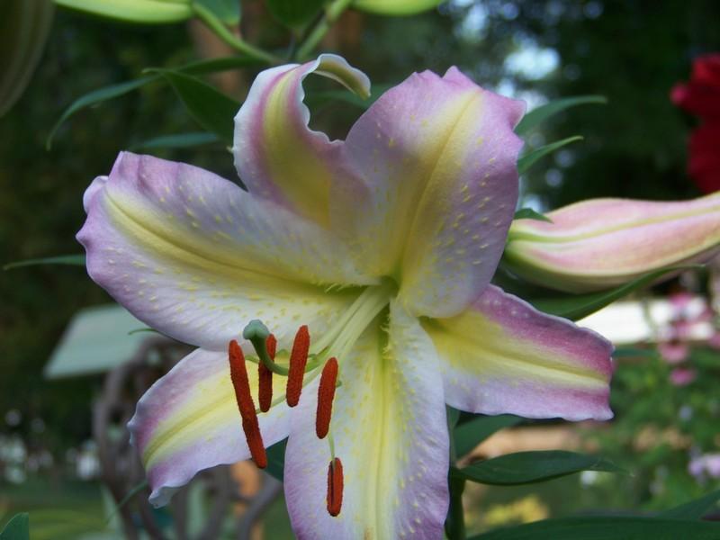 Photo of Lily (Lilium 'Tom Pouce') uploaded by mattsmom