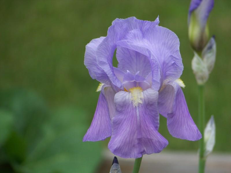 Photo of Species Iris (Iris pallida) uploaded by mattsmom