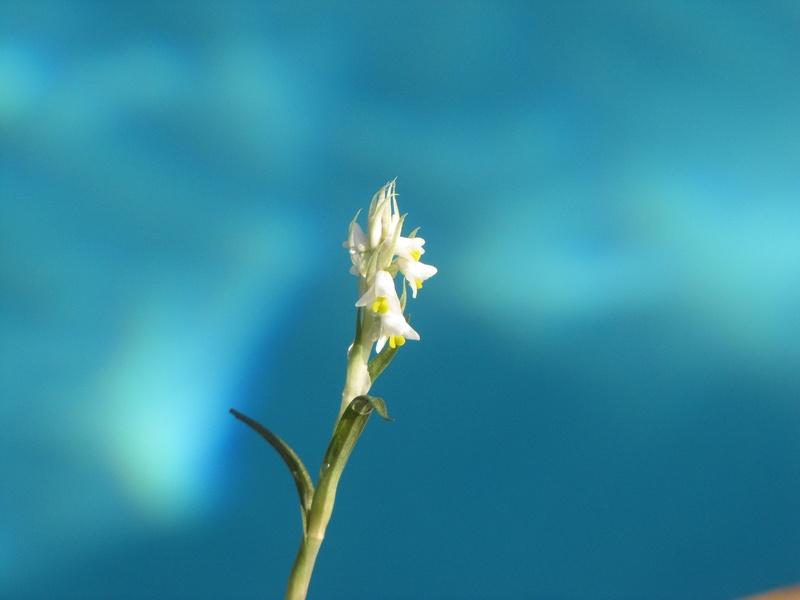 Photo of Soldier Orchid (Zeuxine strateumatica) uploaded by plantladylin