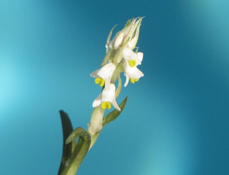 Photo of Soldier Orchid (Zeuxine strateumatica) uploaded by plantladylin