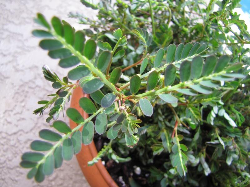 Photo of Chamber Bitter (Phyllanthus urinaria) uploaded by plantladylin