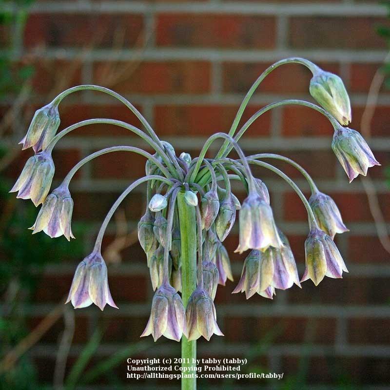 Photo of Mediterranean Bells (Allium siculum) uploaded by tabby
