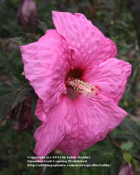 Photo of Hybrid Hardy Hibiscus (Hibiscus 'Dreamcatcher') uploaded by tabby