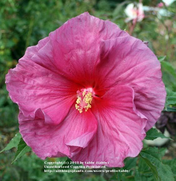 Photo of Hybrid Hardy Hibiscus (Hibiscus 'Fantasia') uploaded by tabby