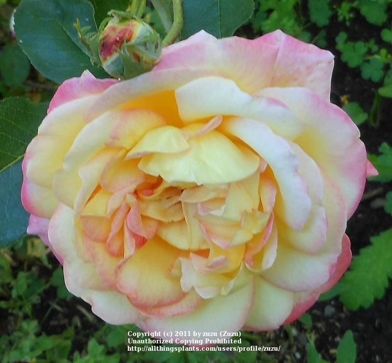 Photo of Rose (Rosa 'Sweet Harmony') uploaded by zuzu