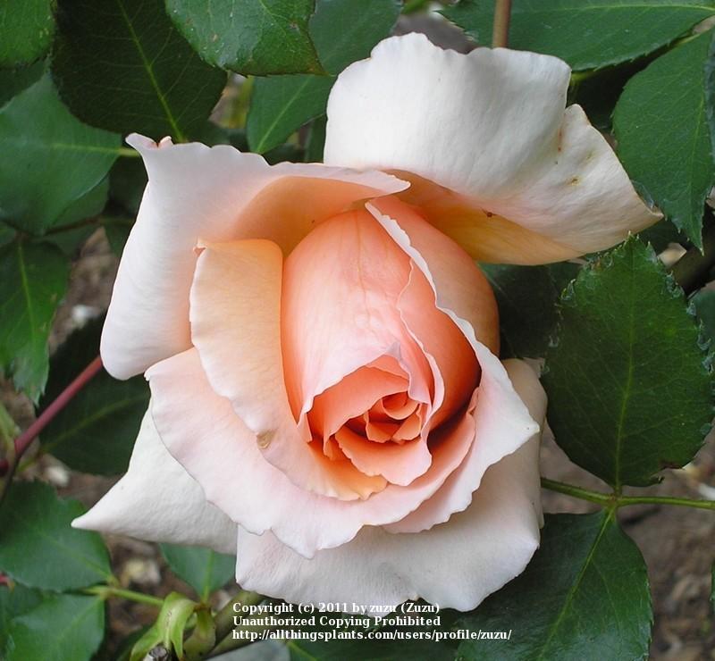 Photo of Rose (Rosa 'Michele Meilland') uploaded by zuzu