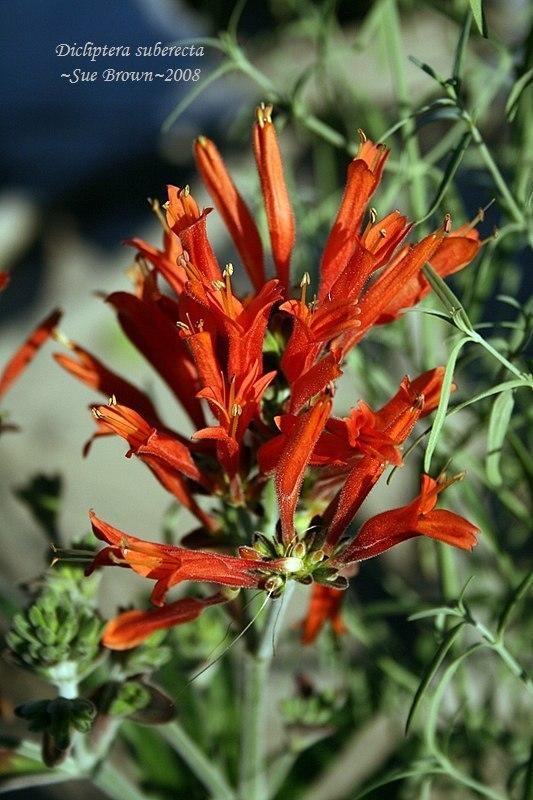 Photo of Uruguayan Firecracker Plant (Dicliptera squarrosa) uploaded by Calif_Sue