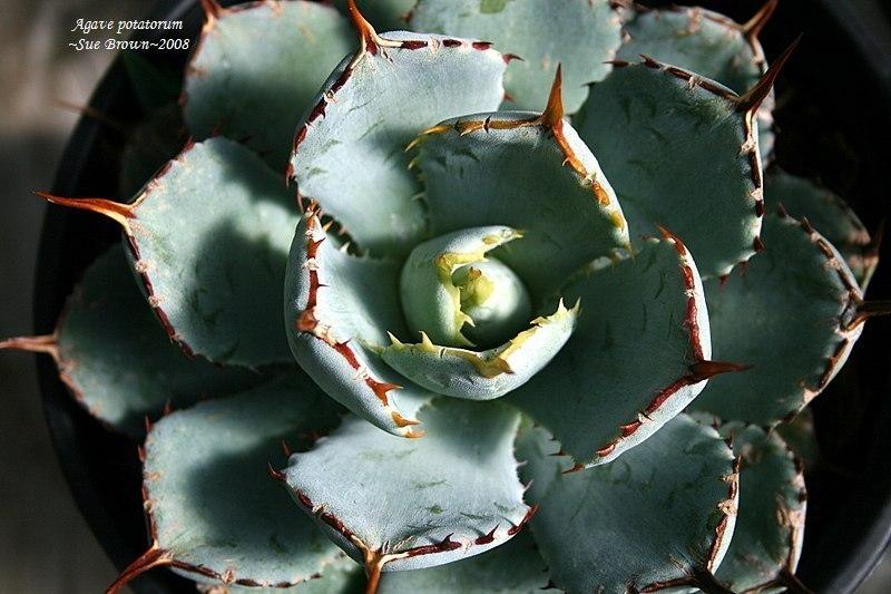 Photo of Happy Crown Agave (Agave 'Kichijokan') uploaded by Calif_Sue
