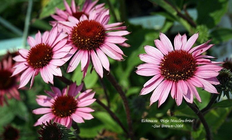 Photo of Coneflower (Echinacea Pixie Meadowbrite) uploaded by Calif_Sue