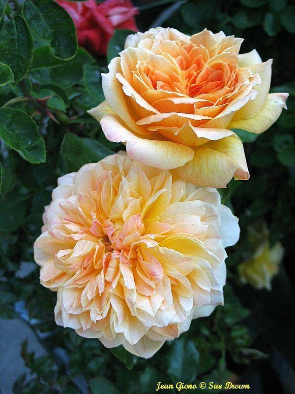 Photo of Rose (Rosa 'Jean Giono') uploaded by Calif_Sue