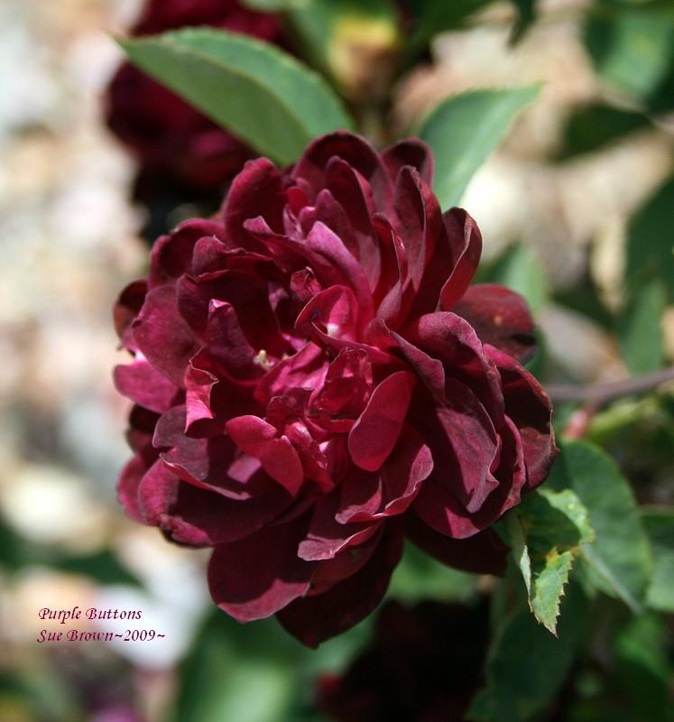 Photo of Rose (Rosa 'Purple Buttons') uploaded by Calif_Sue