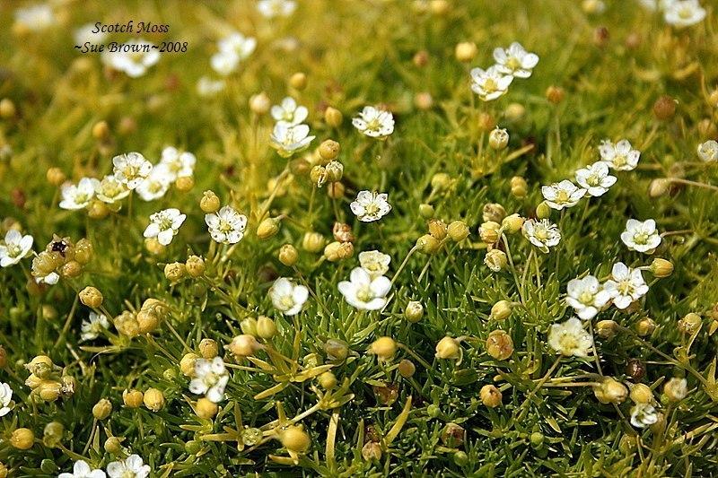 Photo of Scotch Moss (Sagina subulata 'Aurea') uploaded by Calif_Sue