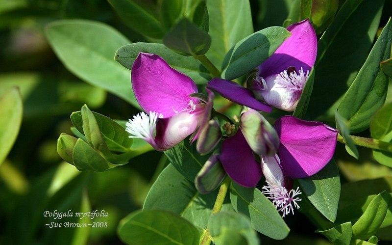 Photo of Sweet Pea Bush (Polygala myrtifolia) uploaded by Calif_Sue