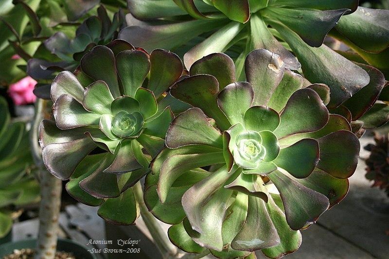Photo of Aeonium 'Cyclops' uploaded by Calif_Sue