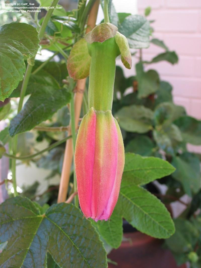 Photo of Passion Flower (Passiflora pinnatistipula 'Donna Brigham') uploaded by Calif_Sue