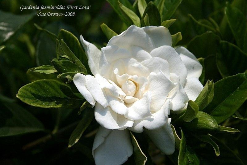 Photo of Gardenia (Gardenia jasminoides First Love® Aimee) uploaded by Calif_Sue