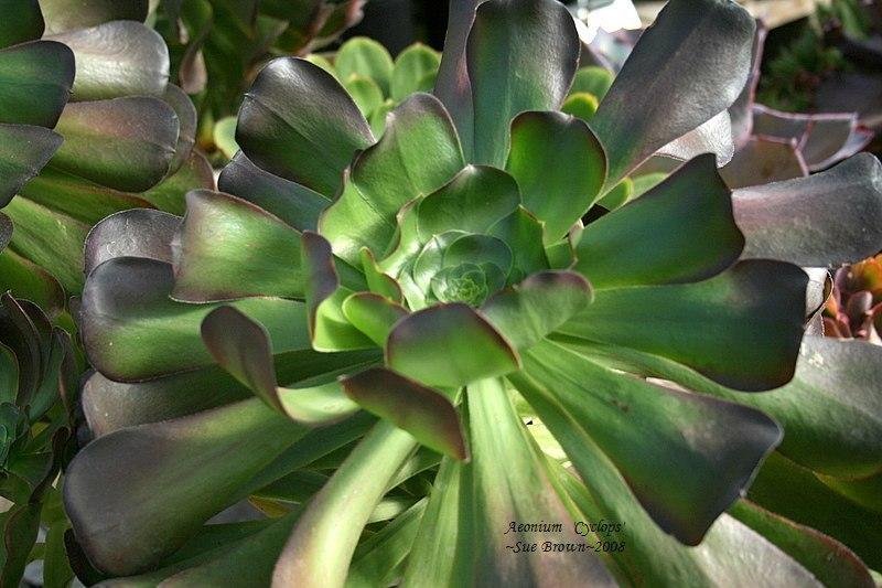 Photo of Aeonium 'Cyclops' uploaded by Calif_Sue