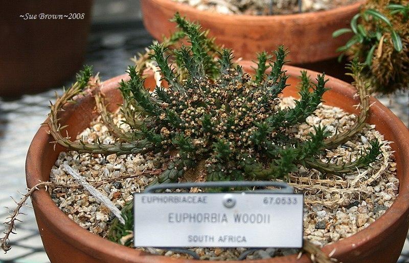 Photo of Euphorbia (Euphorbia woodii) uploaded by Calif_Sue
