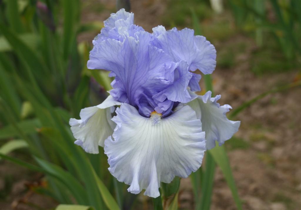 Photo of Tall Bearded Iris (Iris 'Never Been Kissed') uploaded by KentPfeiffer