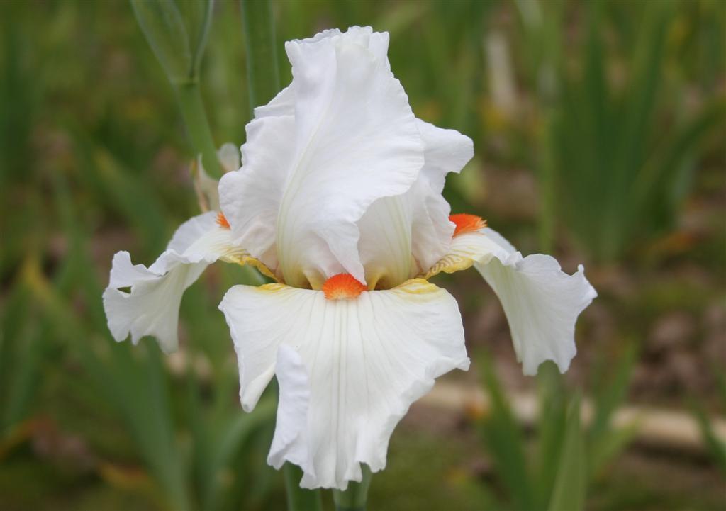 Photo of Tall Bearded Iris (Iris 'White Hot') uploaded by KentPfeiffer