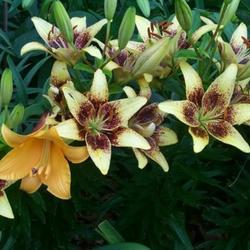 Location: In my garden. 
I mass of oriental lilies with an orange trumpet in between.