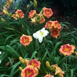 Location: In my garden 
Orange eyed daylily on short scapes.