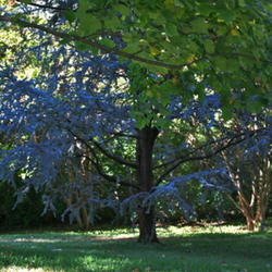 Location: Ft. Worth Botanic Gardens
Date: 2011-10-18 
Yes it is really that blue. No photo editing here.
