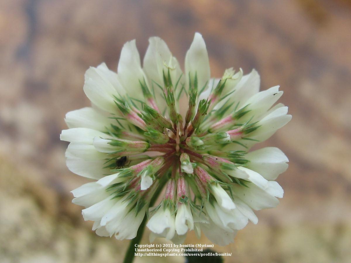 Photo of Ladino Clover (Trifolium repens 'Green Ice') uploaded by bonitin