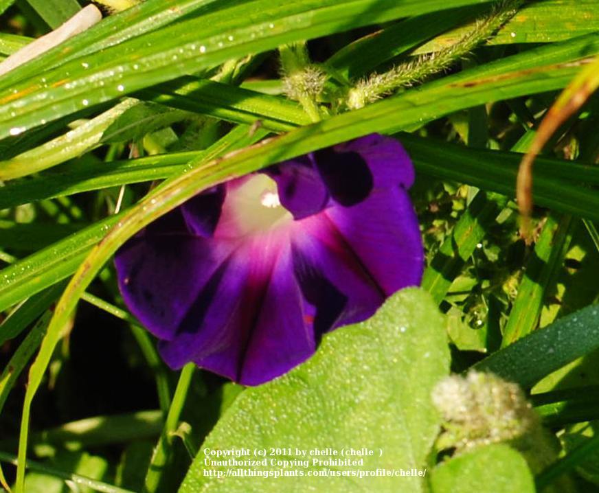 Photo of Tall Morning Glory (Ipomoea purpurea 'Grandpa Ott') uploaded by chelle