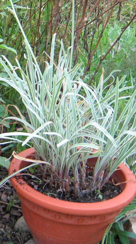 Photo of Variegated Society Garlic (Tulbaghia violacea 'Silver Lace') uploaded by gardengus