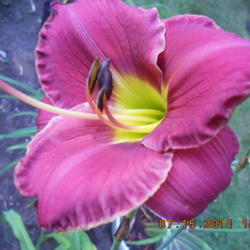 Location: gladwin michigan
Date: 2011-07-16
beautiful bloom