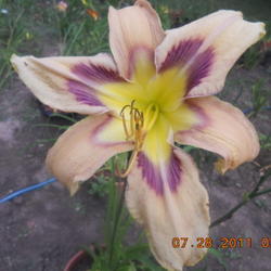 Location: gladwin michigan
Date: 2011-07-28
very tall well blooming plant. large flower