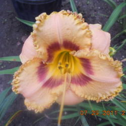 Location: gladwin michigan
Date: 2011-07-29
opens good every bloom