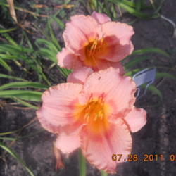 Location: gladwin michigan
Date: 2011-07-28
blooms well .