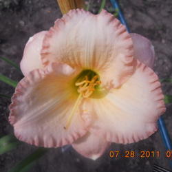 Location: gladwin michigan
Date: 2011-07-28
cute little bloom opens well.