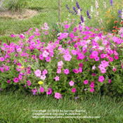 Petunia Laura Bush, mixed pink and purple