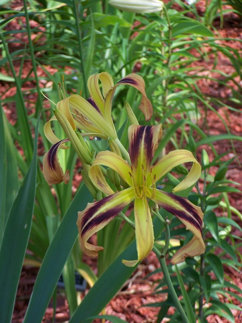 Photo of Daylily (Hemerocallis 'De Colores') uploaded by mattsmom