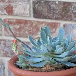 Location: Daytona Beach, Florida
Date: May 2, 2011
The label on this plant at time of purchase said Echeveria 'Sunbu