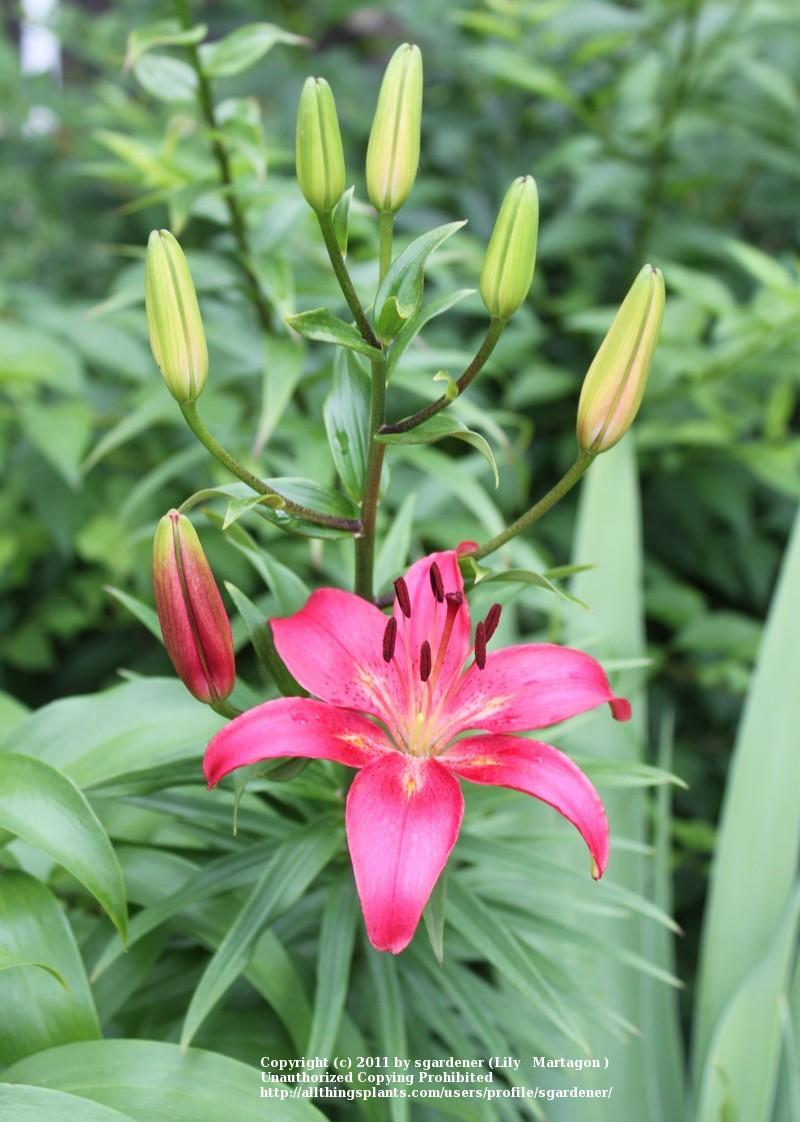 Photo of Lilies (Lilium) uploaded by sgardener