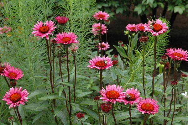 Photo of Coneflower (Echinacea 'Fatal Attraction') uploaded by sheryl