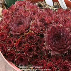 Location: My garden - Arvada, Colorado zone 5
Date: May 25 2011
Purchased from Bluestone Perennials