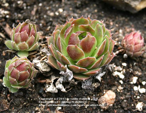 Photo of Hen and chicks (Sempervivum 'More Honey') uploaded by tabby